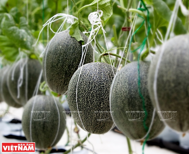 Des melons plantés selon les normes de Viet GAP à Ben Tre.