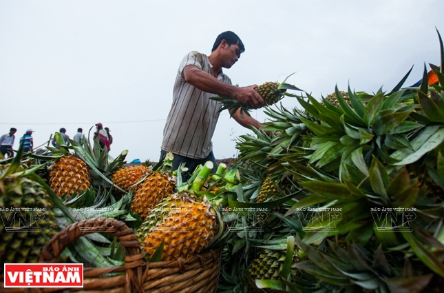 Des ananas de Tien Giang.