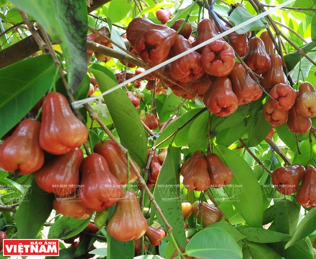 Des pommes de rose à Cân Tho.