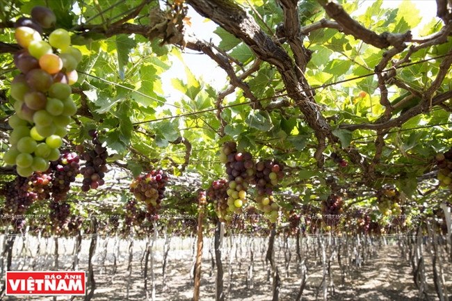  La route de la ville de Phan Rang – Thap Cham à la baie Vinh Hy passe par le village viticole de Thai An.