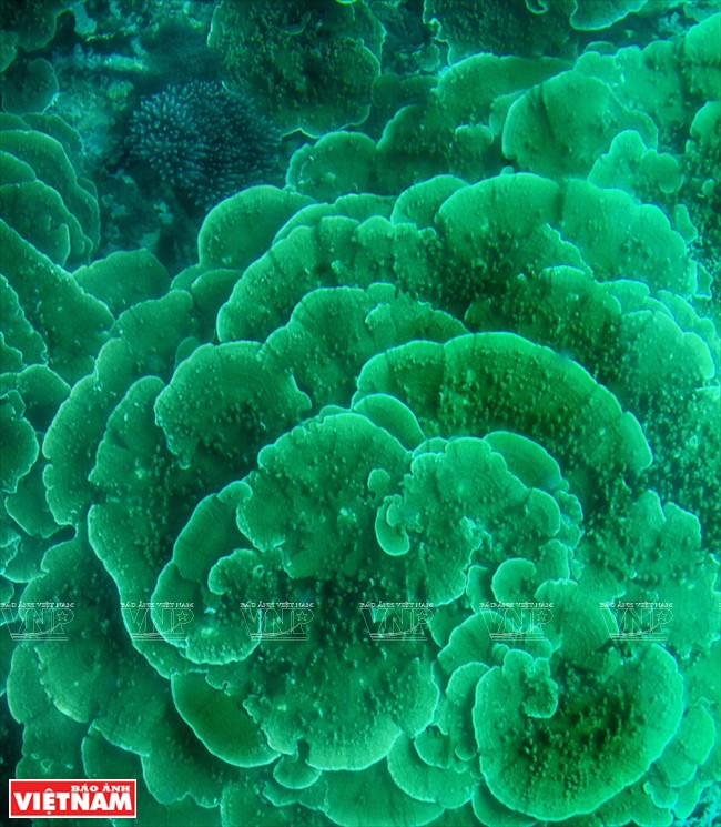  Récifs coralliens vus du plancher d’un bateau en baie de Vinh Hy.