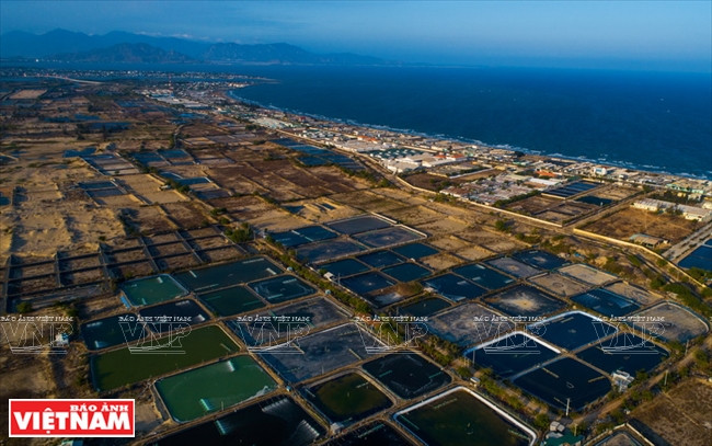  Bassins de crevetticulture sur la section traversant le hameau de Son Hai, commune de Phuoc Dinh, district de Thuân Nam.