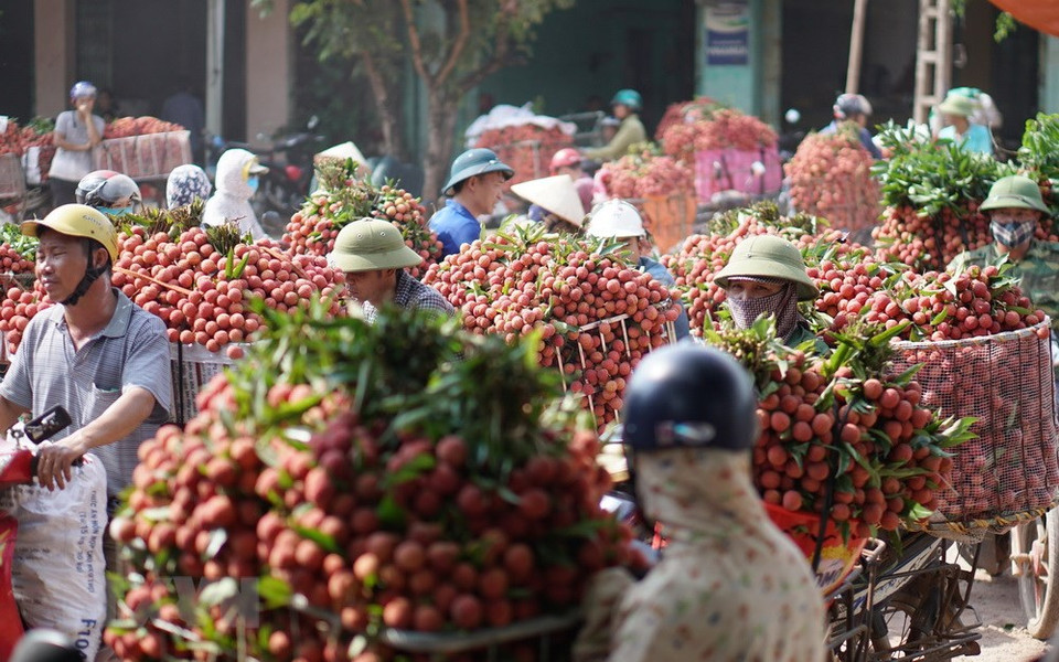 Les litchis sont vendus au marché Kim, dans la commune de Phuong Son, district de Luc Ngan.