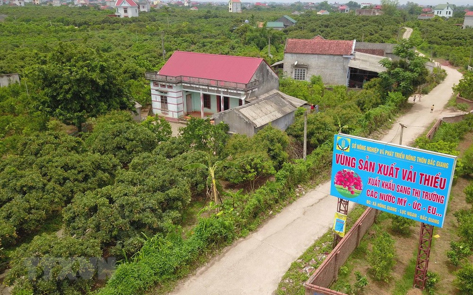 La zone de production de litchits destinés à l'exportation vers les États-Unis, l'Australie et les marchés de l'UE