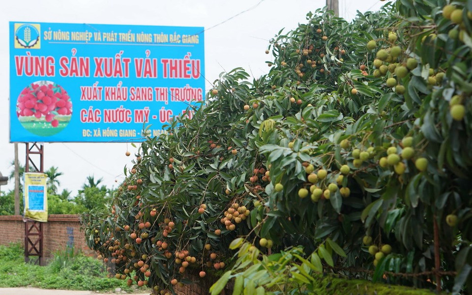 Les litchis ici sont cultivés selon les normes VietGAP, GlobGAP.