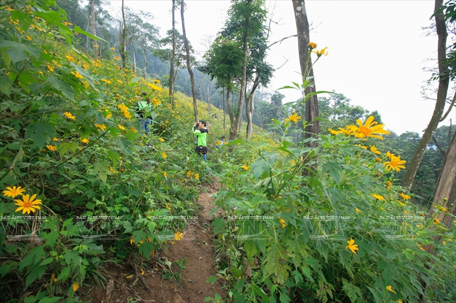 Un coin de la forêt couvert de fleurs da quy se trouve juste à côté de la colline No 400. 