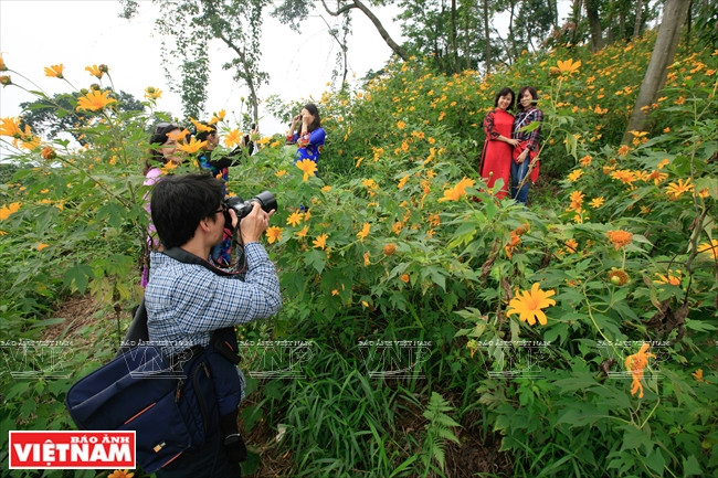 Au week-end, des touristes se ruent vers la montagne Tan pour photographier de splendides fleurs da quy. 