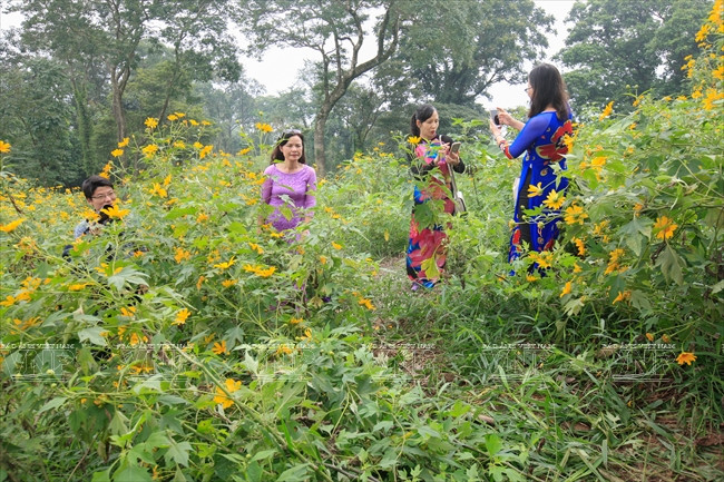 Plusieurs points d’arrêts pour les visiteurs sur les tapis d’une couleur jaune vif de fleurs da quy.