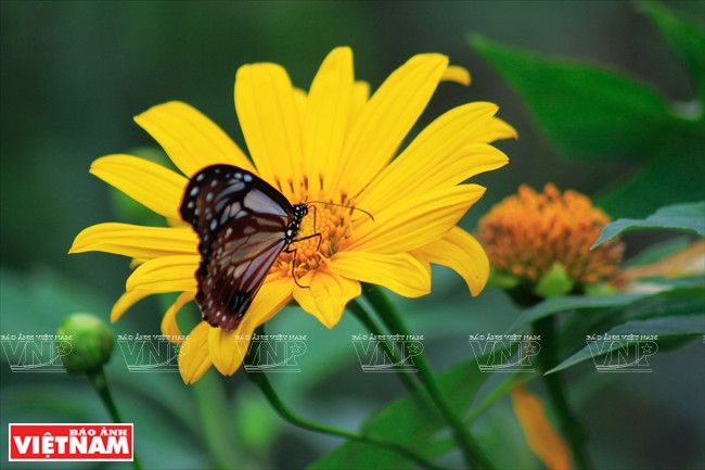La fleur da quy se voit la plus belle le matin, sous les rayons d’hiver de soleil, lorsque les feuilles et pétales sont humides de rosée. 