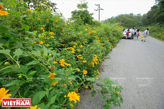 La colline No 400, lieu où pousse un plus grand nombre de fleurs da quy. 