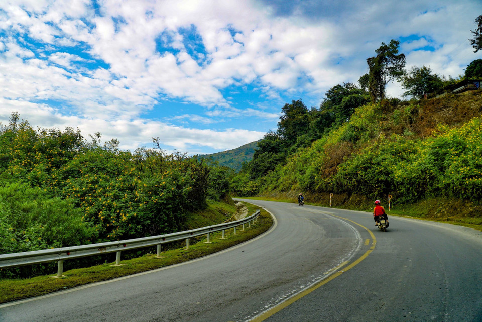 Dans la province de Dien Bien, les tournesols sauvages sont entrés dans leur saison de floraison, créant une magnifique couverture jaune dans le paysage.