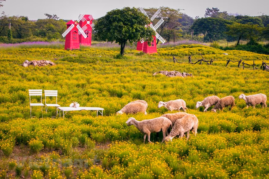 Thymophylla est une espèce végétale de la famille des Asteraceae. Elle comprend certaines espèces autrefois placées dans le genre Dyssodia.