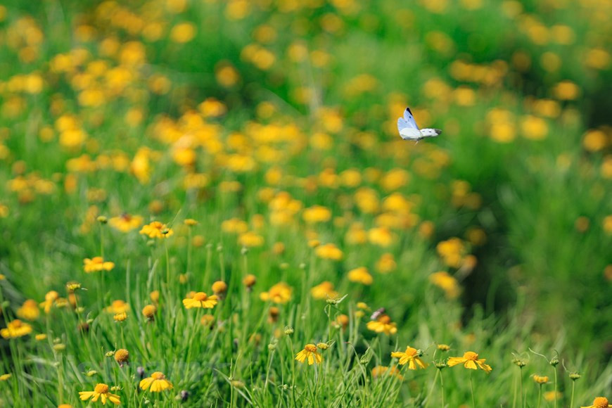 On dit que chaque mois à Hanoï est marqué par l'épanouissement d'une fleur particulière.