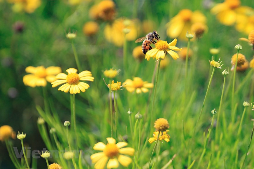 Le champ de thymophylla de la rue Thach Cau, arrondissement de Long Bien, est en pleine floraison, créant une scène poétique et colorée au cœur de la capitale Hanoï.