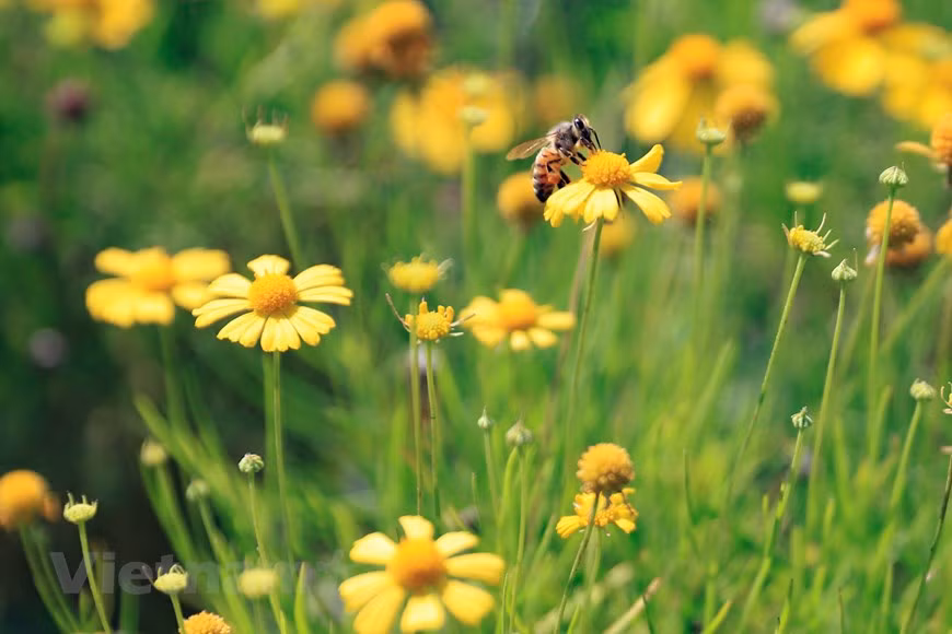 Le champ de thymophylla de la rue Thach Cau, arrondissement de Long Bien, est en pleine floraison, créant une scène poétique et colorée au cœur de la capitale Hanoï.