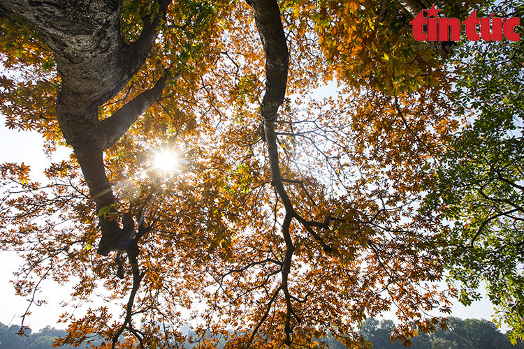 Les Hanoïens voient rarement les arbres changer la couleur de leur feuillage en même temps.