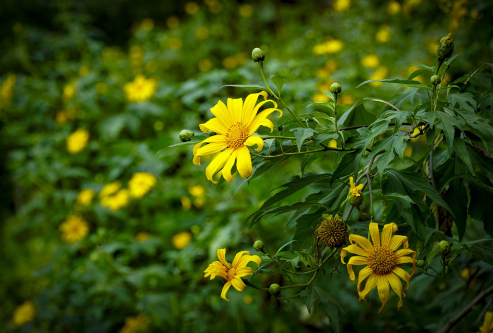Les visiteurs dans la province montagneuse de Dien Bien au Nord seront surpris par les tournesols sauvages jaune vif qui s’épanouissent sur les collines, couvrant les villages et les bas-côtés des routes locales.