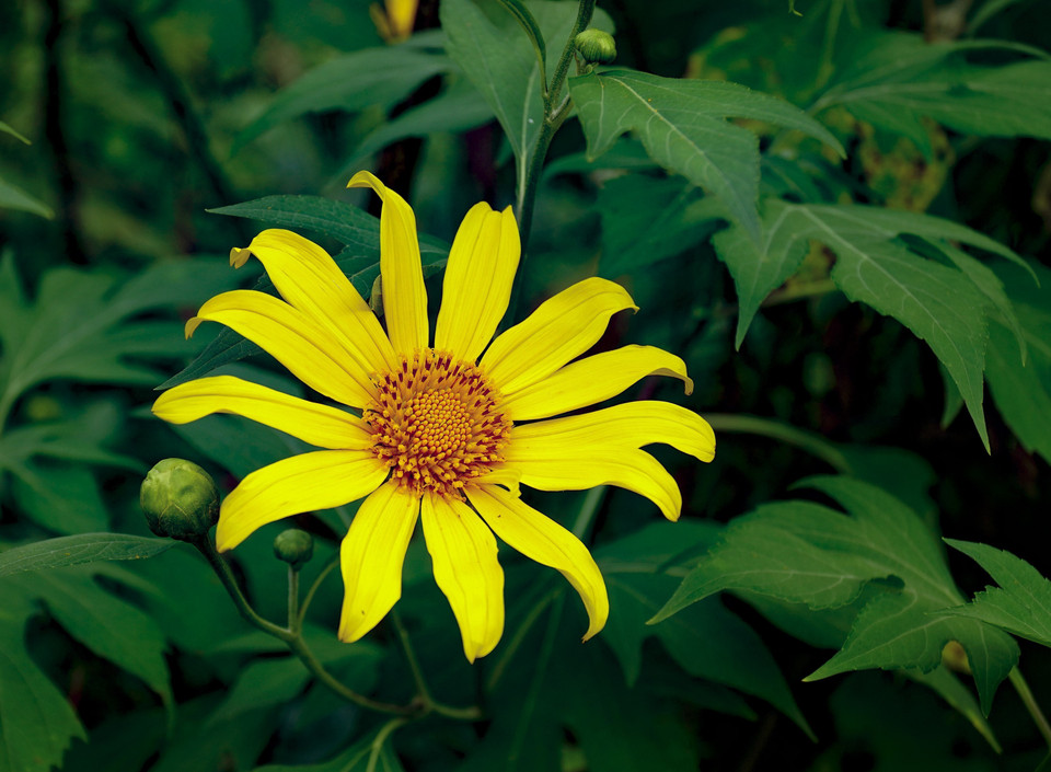 Les tournesols sauvages en pleine floraison sont devenus le symbole de la saison sèche de la région. Leur magnificence continuera d'attirer les foules dans ces paysages de montagne romantiques.