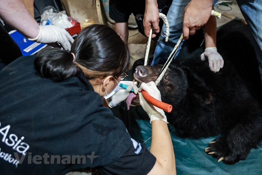 Les trois ours sauvés, deux femelles et un mâle pesant environ 150 kg chacun, ont été nommés "Hy vọng" (Espoir), "Tương lai" (Futur) et "Vui" (Joie) car leur vie est sur le point de changer pour toujours. Ils ont maintenant un avenir plein de joie, de liberté et d'espoir. Ils rejoindront des centaines d'autres ours sauvés au Centre de sauvetage des ours du Vietnam dans la province septentrionale de Vinh Phuc. Selon la directrice adjointe de l'ENV Nguyen Thi Phuong Dung, en raison de la forte demande, le trafic de bile d'ours était une activité rentable. Mais comme de plus en plus de personnes tournent le dos à la bile d'ours, de plus en plus de propriétaires remettent volontairement leurs ours à des centres de secours. Photo : VietnamPlus