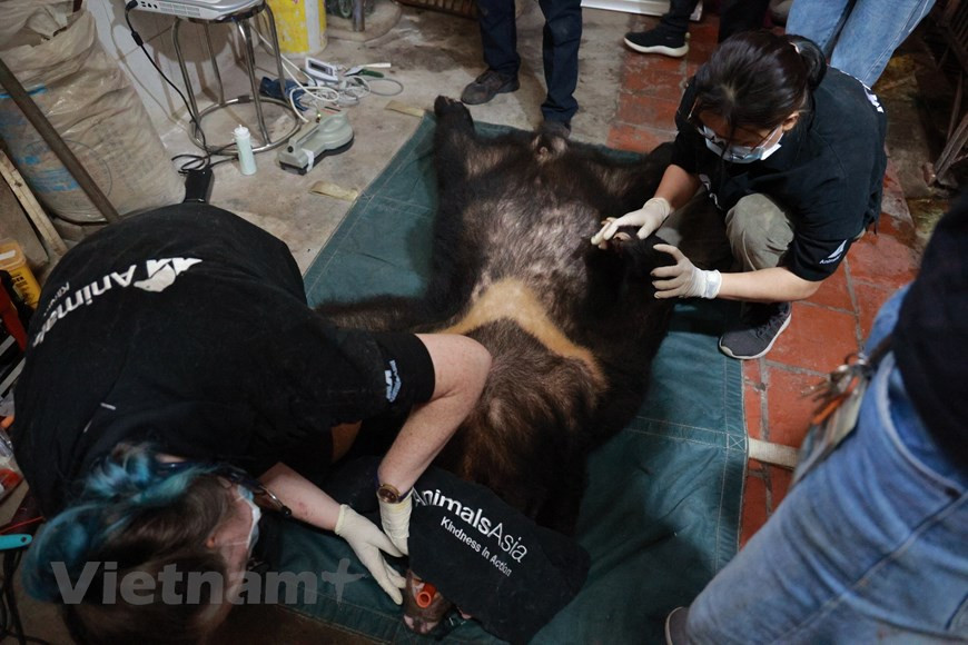 En comptant les trois ours nouvellement sauvés dans la province de Lang Son au Nord, le Centre de sauvetage des ours du Vietnam abrite actuellement 189 ours qui reçoivent les meilleurs soins de santé dans un milieu de vie naturel. En réponse à un appel à des réglementations plus strictes sur le commerce des espèces sauvages émanant des organisations de conservation de la nature afin de prévenir de futures pandémies, le 23 juillet 2020, le Premier ministre Nguyen Xuan Phuc a publié la directive 29/CT-TTg sur des mesures urgentes pour renforcer la gestion de la faune. Entre 2015 et 2020, environ 73% des affaires de trafic d'espèces sauvages ont été jugées. Photo: VietnamPlus