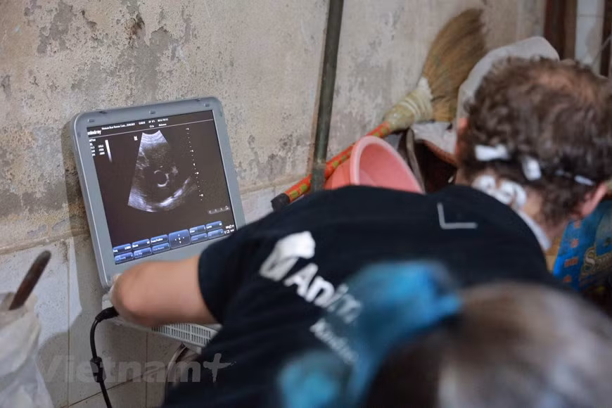 Selon le directeur adjoint du Département de la conservation de la nature et de la biodiversité relevant du ministère des Ressources naturelles et de l'Environnement Nguyen Xuan Dung, le Vietnam a élaboré et mis en œuvre un certain nombre de programmes et de plans d'action sur la conservation urgente des espèces menacées telles que les tigres, les éléphants, les primates et les tortues. En 2020, l'ENV a enregistré 2.907 cas de violations liées à la faune, soit presque le double du chiffre en 2019. Les singes, les ours, les tigres, les éléphants et les pangolins font partie des espèces impliquées dans les violations. Photo: VietnamPlus