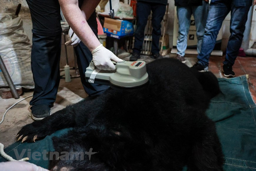 Dans son rapport publié le 18 juin 2021, le Centre de l'homme et de la nature (People and Nature Reconciliation - PanNature) a déclaré que le commerce illicite d'espèces sauvages n'avait pas diminué au Vietnam malgré les efforts déployés par le gouvernement et ses partenaires pour lutter contre ce problème endémique. Plusieurs marchés de la faune sont encore ouverts et vendent même des espèces menacées et protégées. Le commerce de l'ivoire est encore répandu dans de nombreuses villes et provinces du pays. En outre, l'élevage d'animaux sauvages n'est pas strictement contrôlé comme requis et présente potentiellement de nombreux risques de maladies infectieuses. Photo: VietnamPlus