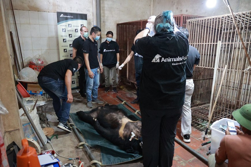 Selon le Département de la conservation de la nature et de la biodiversité, le pays a imposé des mesures plus strictes contre les contrevenants aux règles de conservation de la faune et de la biodiversité. Les crimes liés aux espèces sauvages sont considérés comme graves, les criminels condamnés encourent désormais des peines plus lourdes et des peines de prison plus longues conformément aux amendements au Code pénal de 2015 (révisé et complété en 2017). Les contrevenants peuvent encourir jusqu'à 15 ans de prison et des amendes allant jusqu'à 15 milliards de dongs (plus de 650.000 dollars américains), avec des peines qui augmentent en fonction de la quantité d'animaux trafiqués. Photo: VietnamPlus