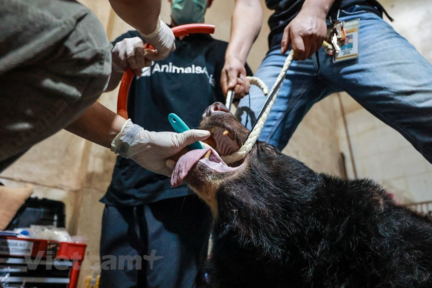 Une fois les ours sortis des cages, leur état de santé est examiné par des médecins avant d'être transportés au Centre de sauvetage des ours du Vietnam dans la province de Vinh Phuc. Des échantillons de sang et de fourrure des ours seront testés et analysés à leur arrivée au Centre. L'examen de santé et le processus de prélèvement des échantillons sont effectués par le vétérinaire Shaun Thomson, quatre autres assistants vétérinaires et l'équipe de sauvetage du Centre de sauvetage des ours. Après le sauvetage, les trois ours seront mis en quarantaine pendant 30 jours tout en faisant vérifier leur santé et soigner leurs maladies et blessures avant d'être relâchés dans des espaces semi-naturels. Photo: VietnamPlus