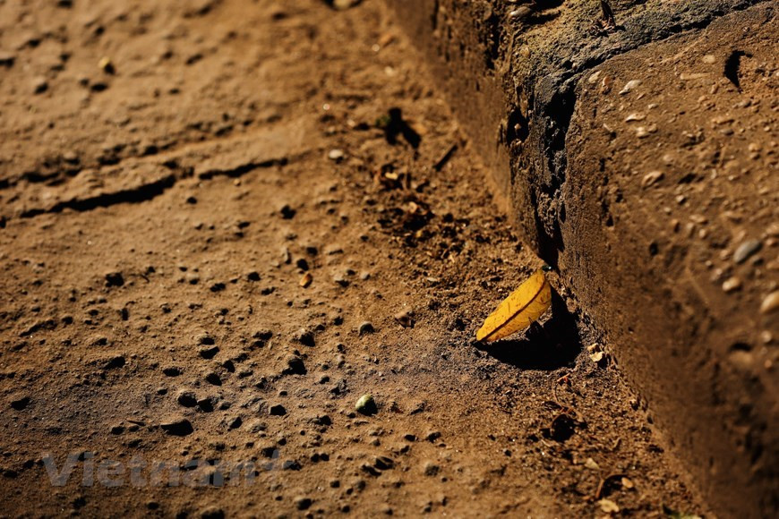 De nombreuses rues à travers la capitale vietnamienne peuvent être vues bordées d'un tapis jaune distinct de feuilles qui sont tombées d'arbres. Le printemps apporte de la chaleur après un hiver mordant et un été torride suit. Ensuite, l'automne entre gracieusement, apportant des brises fraîches et douces et la lumière du soleil qui saupoudre juste la bonne quantité de chaleur tout autour. Les feuilles des arbres énormes deviennent rouges, brun rougeâtre, jaunes et autres teintes qui ornent Hanoï en cette saison. Faire du vélo ou de la moto lentement dans les rues de la ville, regarder les feuilles tomber, sentir la douce brise et la douce chaleur du soleil est toujours une belle expérience. Photo: VietnamPlus