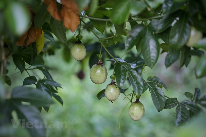 Au printemps, la fleur de prunier recouvre le plateau de Moc Chau d'une couleur fragile et immaculée. Les visiteurs sont émerveillés. Pour les habitants du district de Moc Chau, le prunier est un don de la nature car il pousse très bien sur le sol des hauts plateaux et n'a pas besoin d'être entretenu avec soin. De plus, il apporte une valeur économique élevée. Récemment, outre la valeur économique de la vente des prunes, les habitants de Moc Chau peuvent tirer profit de l'écotourisme communautaire. Les collectivités locales construisent un programme touristique unique. Ce modèle touristique amène les voyageurs à manger, vivre et récolter des prunes avec les locaux. Photo: VietnamPlus