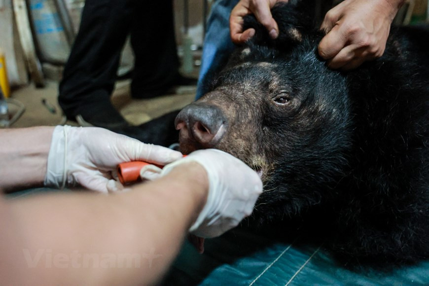 Le Vietnam abrite aujourd'hui 173 zones de conservation de la faune, dont 33 parcs nationaux, 66 réserves naturelles, 18 réserves d'espèces et de biotopes et 56 zones de protection du paysage. Selon ENV, la découverte d'infractions et de saisies de biens interdits liés aux animaux sauvages est un premier succès, mais elle n'est utile que pour aider à l'enquête sur les réseaux de trafic et les meneurs. Entre 2015 et 2020, le nombre d'affaires pénales découvertes et traitées liées aux espèces sauvages a augmenté de 44%, montrant une amélioration dans le règlement des délits liés aux espèces sauvages depuis que le Code pénal 2015, révisé et complété en 2017, est entré en vigueur le 1er janvier 2018. Photo: VietnamPlus