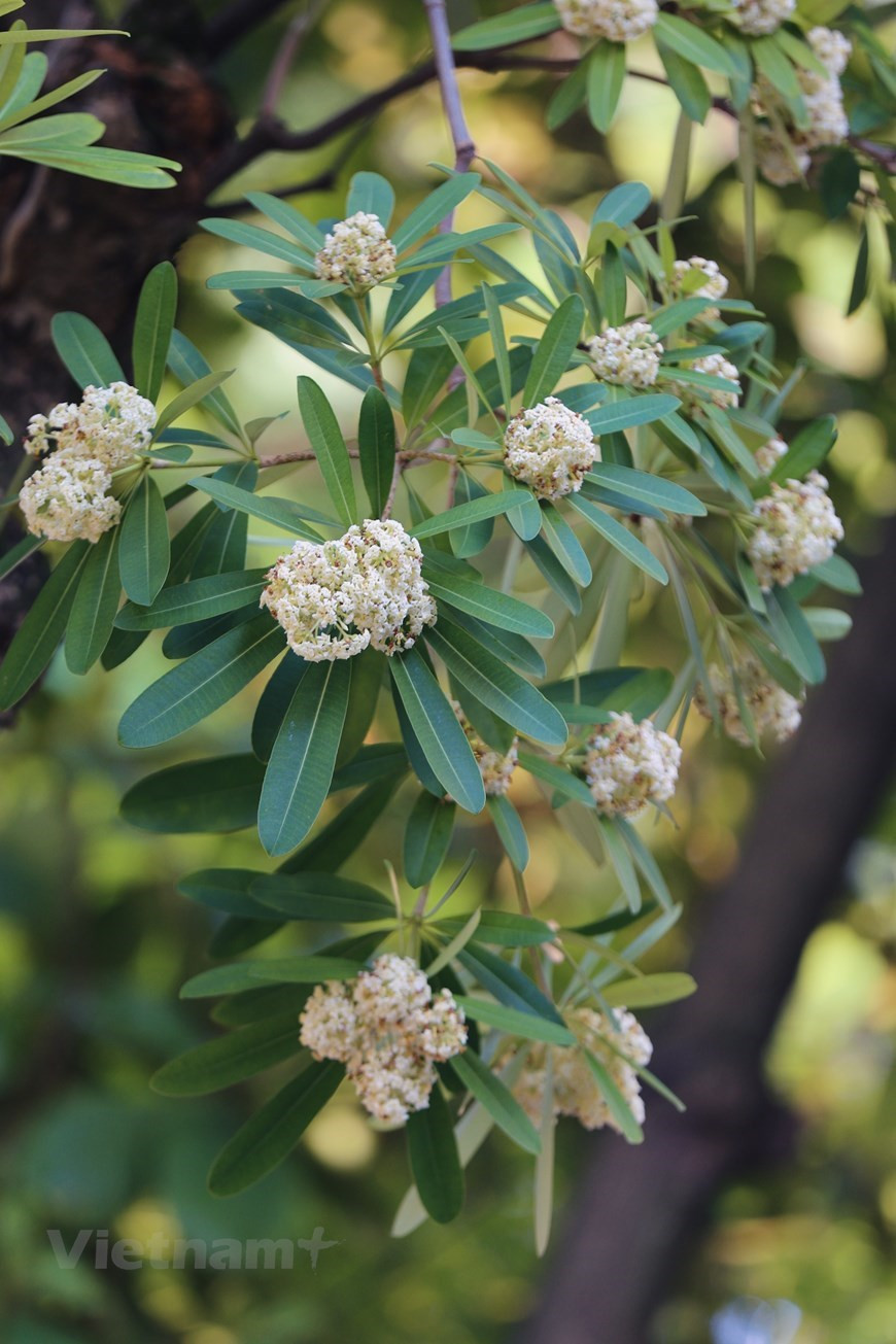 Blanches comme du lait, d’où leur nom-“hoa sữa”, littéralement “fleur de lait” en français, les fleurs d’Alstonia n’éclosent qu’à cette période. À cette période de l’année, de nombreuses rues de Hanoï sont immergées dans leur parfum suave et unique. Les arbres d’où elles fleurissent se trouvent le long de plusieurs rues de la capitale, et il faut se rendre à celles de Quan Thanh, Quang Trung et Nguyên Du pour trouver les plus vieux spécimens. Leur parfum est si intense, particulièrement du coucher du soleil jusqu’à tard dans la nuit. Les fleurs de lait s’inscrivent dans l’esprit de chacun lorsque l’on se met à penser à Hanoï avec nostalgie. Les fleurs d’alstonia participent au charme de l’automne hanoïen. Leur odeur forte et âcre est vraiment différente des autres fragrances florales qui embaument la capitale. Photo: VietnamPlus