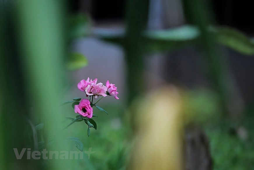 Dame nature offre à la localité des conditions naturelles favorables à la culture de fruits et de plusieurs arbres abondants. La province de Son La est une terre spéciale non seulement en raison de ses montagnes majestueuses, mais aussi de ses valeurs culturelles distinctes représentant la culture typique des groupes ethniques minoritaires du Nord-Ouest du Vietnam. La province abrite 12 groupes ethniques que sont les Thaï, les Kinh, les H'mong, les Muong, les Dao, les Kho Mu, les Xinh Mun, les Khang, les La Ha, les Lao, les Tay et les Hoa. Parmi eux, les Thaï sont les plus nombreux, représentant 54% de la population locale. Photo: VietnamPlus