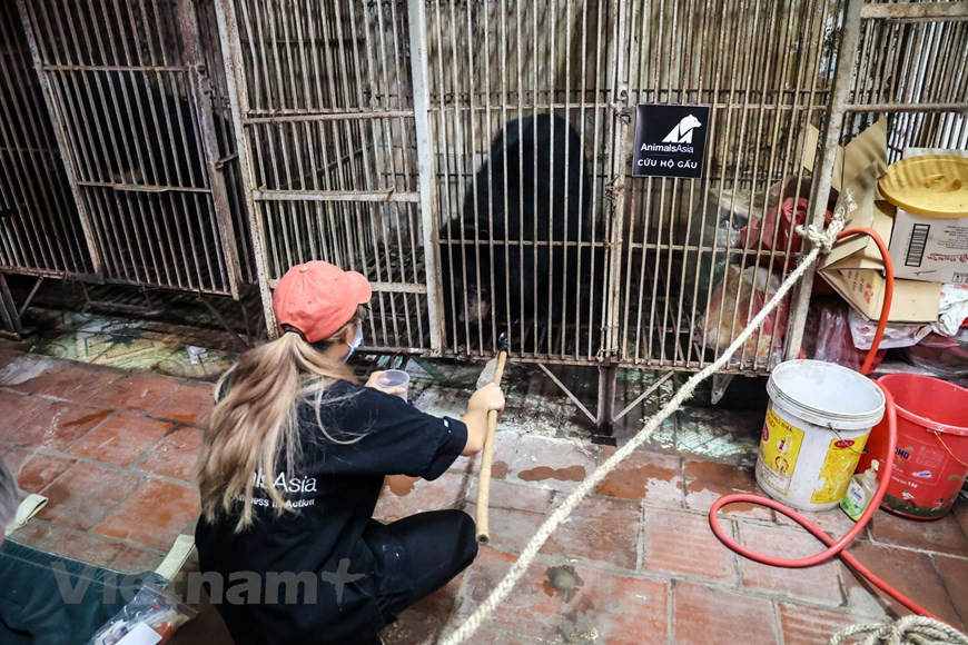 Plus tôt cette année, l'ENV a rendu public un nouveau court-métrage appelant à la fin de l'élevage d'ours pour leur bile. Intitulé "Extraction de bile d'ours", le film raconte l'histoire du point de vue d'un ours en captivité. Il fait partie d'un projet de coopération à long terme entre l'ENV, Four Paws International, World Animal Protection et le gouvernement vietnamien pour mettre fin à l'élevage d'ours et promouvoir la protection de cette espèce sauvage. Le film commence sur un ours couché à l'intérieur d'une cage froide et rouillée, dans une douleur extrême et à moitié conscient à cause de l'anesthésie. Il est ensuite libéré par son regrettable propriétaire de ferme qui décide de l'emmener dans un centre de secours pour une vie meilleure. Photo: VietnamPlus