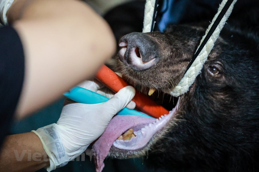 Comme les trois ours étaient gardés au bout de la maison des détenteurs, l'équipe de secours de l'Animals Asia Foundation doit anesthésier les animaux pour les faire sortir. La directrice adjointe du Centre d'éducation pour la nature du Vietnam, Bui Thi Ha, a noté que bien que le système juridique sur la conservation et le développement durable des animaux sauvages ait été progressivement complété, les violations liées à la faune restent complexes dans certaines localité, posant des risques d'extinction plus élevés pour de nombreuses espèces sauvages dans la nature et affectant négativement l'équilibre écologique, la santé humaine et le prestige du Vietnam dans le monde. Photo: VietnamPlus
