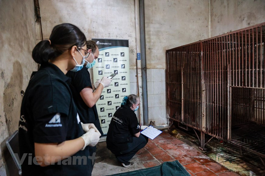 Au Vietnam, on gardait les ours pour extraire la bile, un fluide digestif utilisé dans la médecine traditionnelle orientale, jusqu'aux années 1990. L'élevage d'ours pour la bile a été interdite en 1992, mais les propriétaires n'ont pas été contraints d'abandonner les ours qu'ils détenaient, ce qui n'a fait que prolonger cette pratique néfaste. La demande de produits à base de bile d'ours provient principalement de la Chine, du Japon, de la République de Corée, du Vietnam, de la Malaisie et de Taïwan (Chine). Les produits se trouvent également en Australie, en Indonésie, au Laos, au Myanmar, à Singapour, aux États-Unis et au Canada. Photo: VietnamPlus