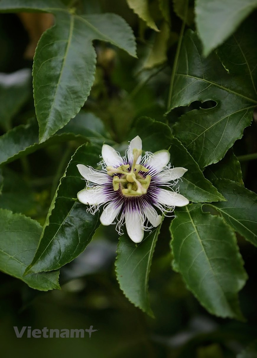 Fleurs vives et belles de la région montagneuse. Venus de différentes zones urbaines agitées, les visiteurs ressentiront des sensations inattendues. Le plateau de Moc Chau les séduira avec son ambiance de paix, ses innombrables vergers (pêchers et pruniers principalement) qui s’étendent sur une immense vallée verdoyante, la richesse de ses traditions et la singularité de ses maisons traditionnelles. Le plateau de Moc Chau est magnifique en toutes saisons, de sorte que les visiteurs peuvent venir ici à tout moment de l'année. La période avant et après le Nouvel An lunaire ou Têt traditionnel est la saison des fleurs de pêcher et de prunier. Photo: VietnamPlus