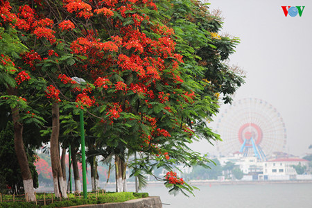 Les flamboyants fleurissent le long de la rivière Tô Lịch, au bord du lac de l’Ouest et de nombreuses rues de Hanoi.