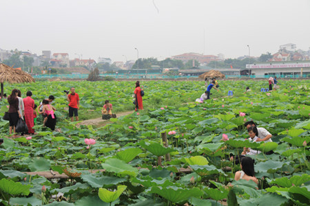 En visitant le lac de l'Ouest (Hanoi) à la saison où les fleurs de lotus s’étendent à perte de vue, il semble que la chaleur étouffante de l’été s’adoucit quelque peu grâce au doux parfum de ces fleurs flottant dans l’air mais grâce aussi aux rires argentins des jeunes filles.