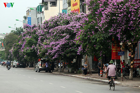  Les lilas des Indes sont aussi très présents à Hanoi, notamment dans les rues Kim Ma, Hoang Quoc Viet, Van Cao et Tran Thai Tong.