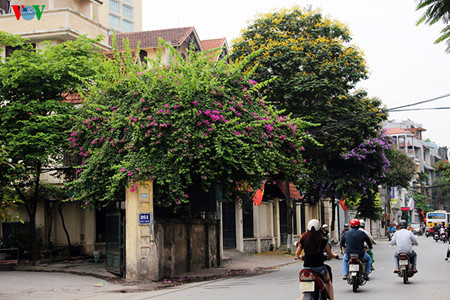 Les bougainvillées séduisent aussi les amoureux de fleurs.