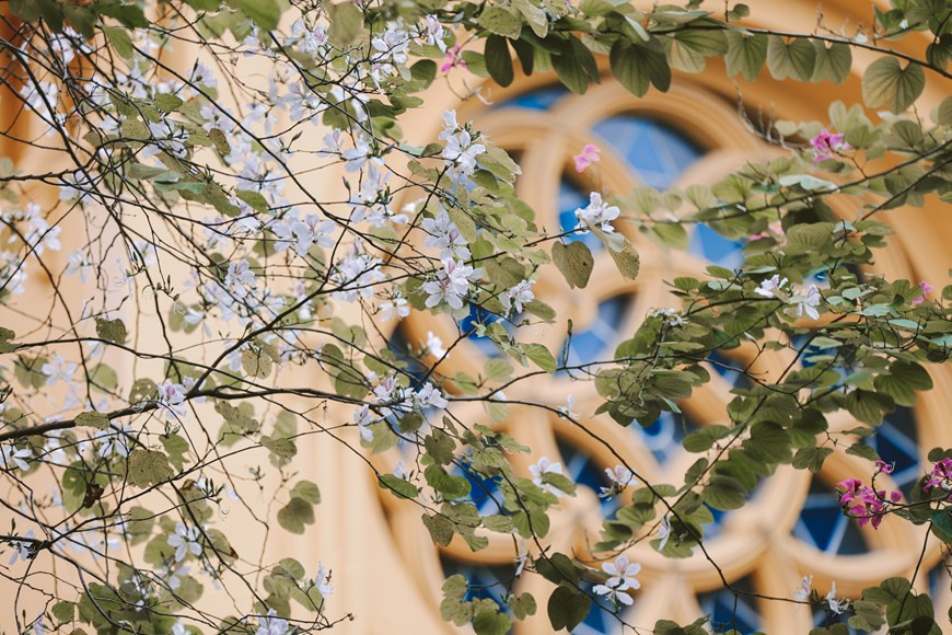 Plusieurs personnes tombent amoureuses de la beauté des fleurs de bauhinie. Photo: Vietnam+