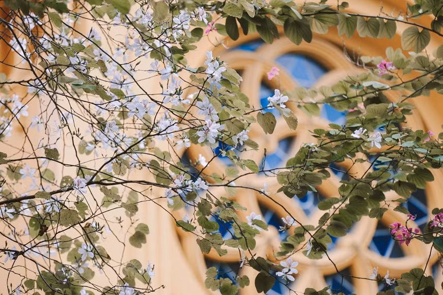 Plusieurs personnes tombent amoureuses de la beauté des fleurs de bauhinie. Photo: Vietnam+