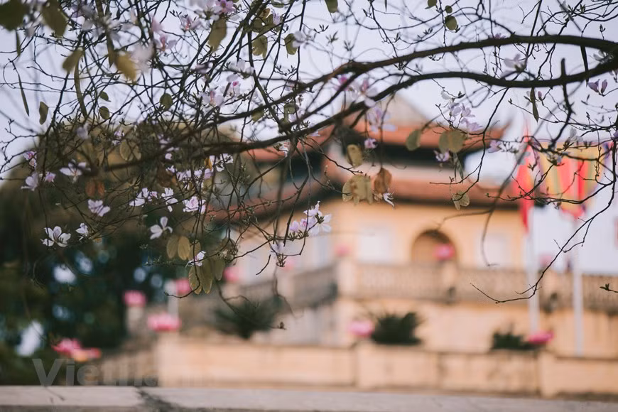 Chaque fleur dispose de quatre ou cinq pétales, d'étamines roses, de veines violet clair, exprimant la beauté rustique et la simplicité des montagnes du Nord-Ouest. Photo: Vietnam+ 