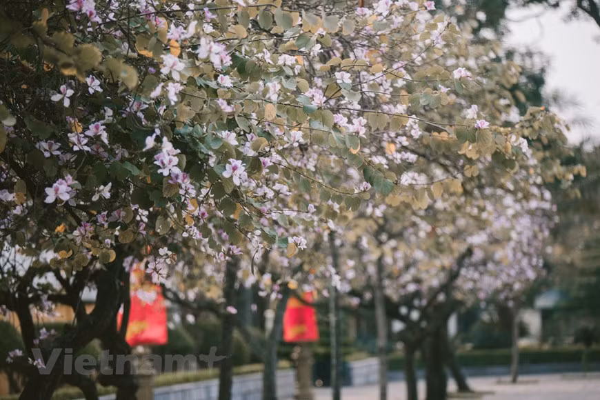 Les fleurs fleurissent de fin décembre à fin février. Photo: Vietnam+ 