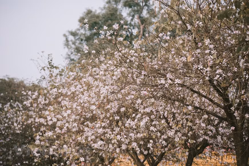 C’est une espèce de fleurs des montagnes et forêts de la région Nord-Ouest. Photo: Vietnam+