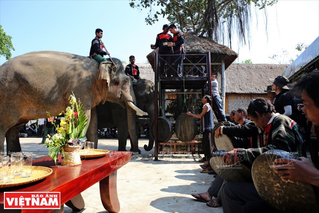 Des M’Nông du hameau de Jun, district de Lak, province de Dak Lak jouent des gongs lors d’une cérémonie cultuelle pour la santé de leurs éléphants. 
