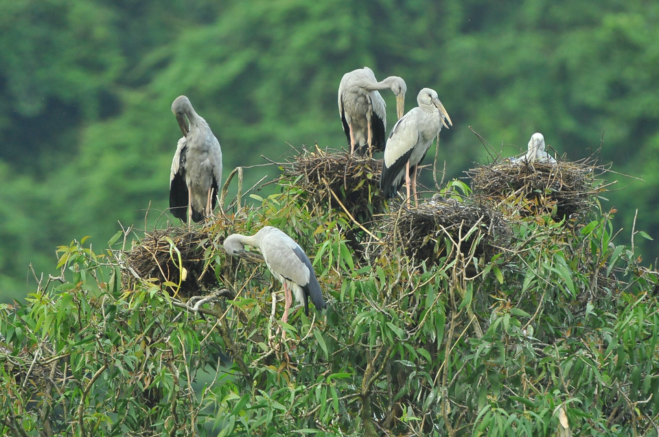 Les visiteurs peuvent explorer la nature et observer les grues précieuses et les cigognes blanches à Thung Nham. 