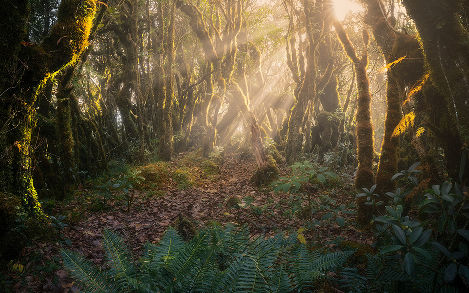 La forêt des fées accueille les rayons du soleil. 
