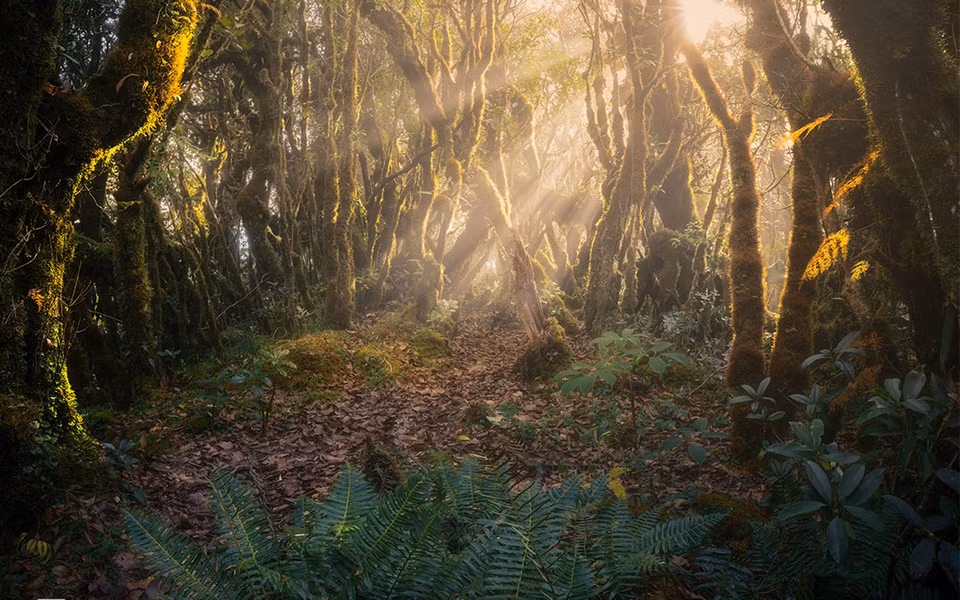 La forêt des fées accueille les rayons du soleil. 